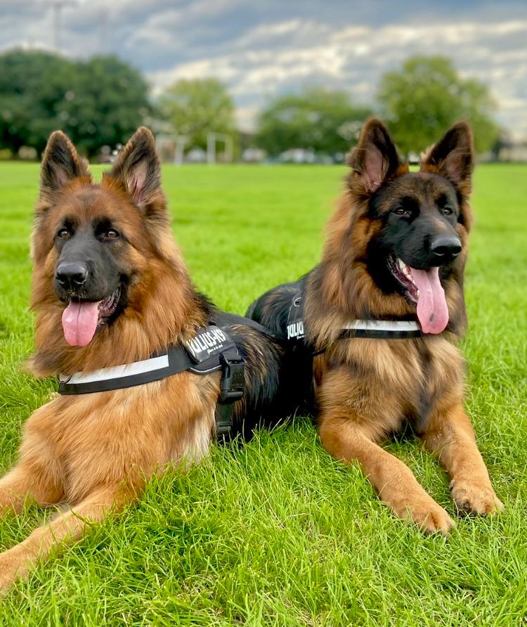 Baron and Auroura - HausRuma German Shepherds